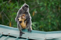 Hulman stribrny - Trachypithecus cristatus - Silvered leaf monkey or Silvery langur o8883